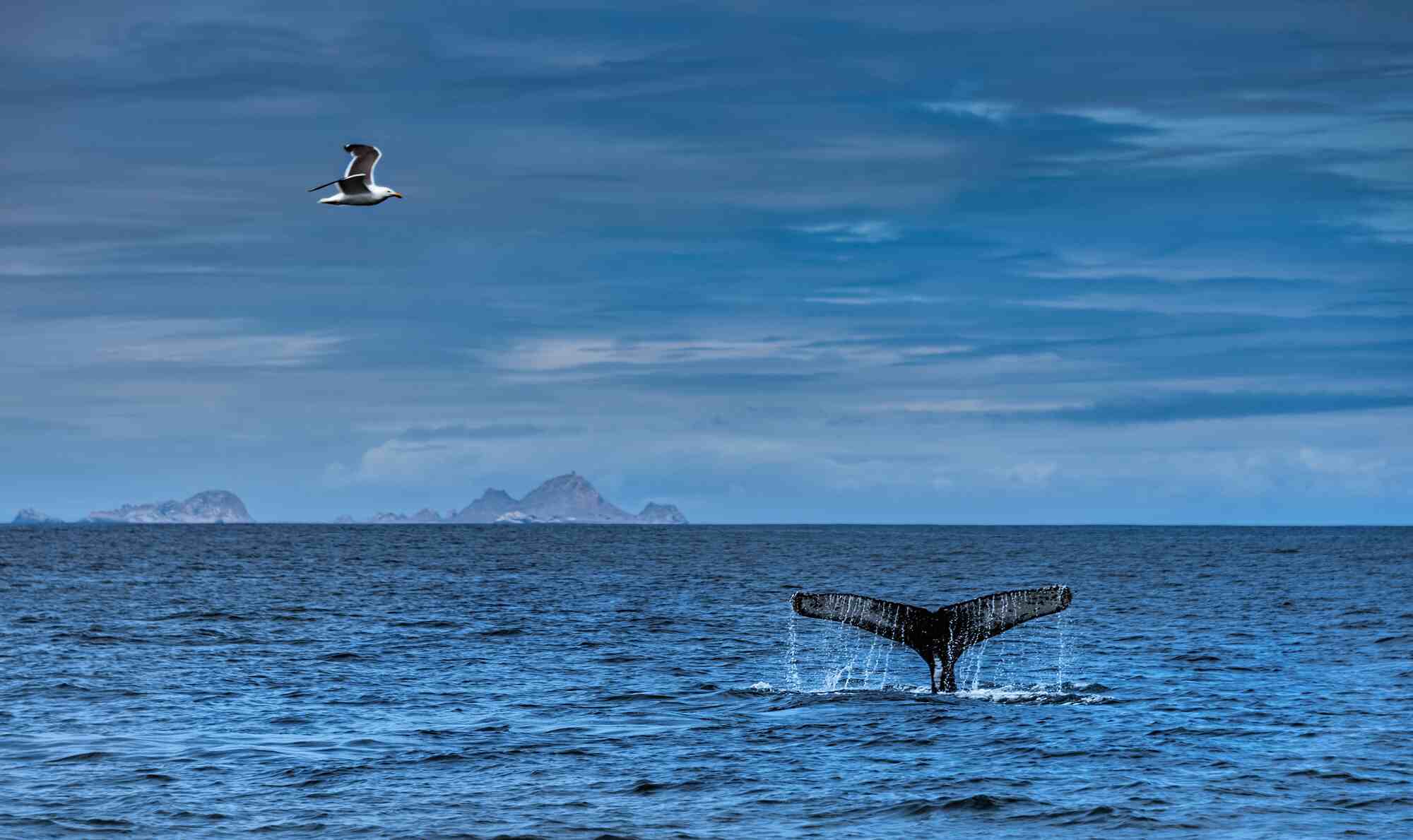 Humpback whale diving